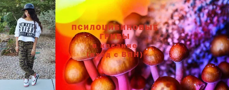 Псилоцибиновые грибы Cubensis  Межгорье 